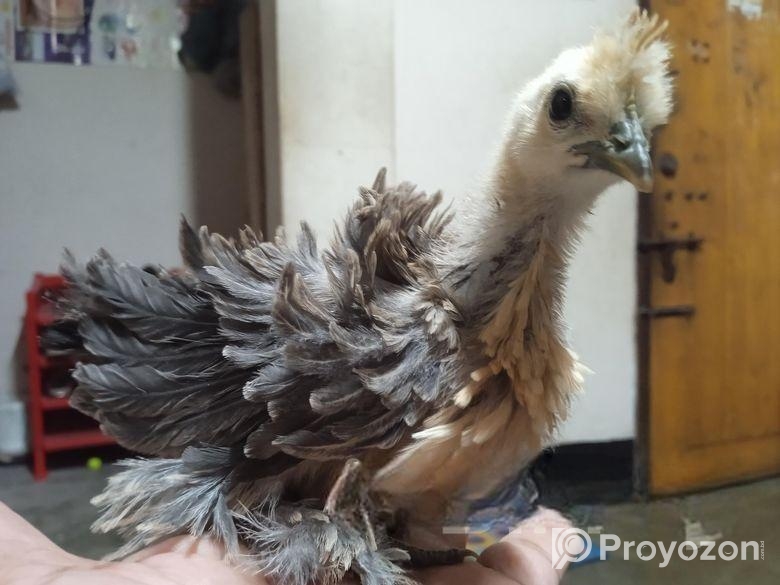 ফ্রিজেল মুরগির বাচ্চা