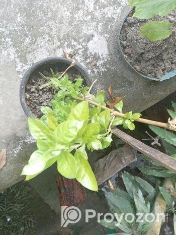 মেহেদী চারা