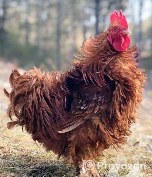 ফ্রিজেল মুরগির বাচ্চা