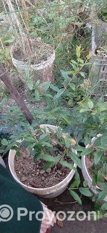 ছাদবাগানের গাছ সেল করবো