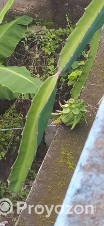 ছাদবাগানের গাছ সেল করবো