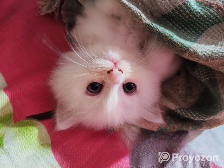 Triple Coat Female Persian