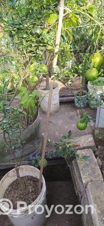 ছাদবাগানের গাছ সেল করবো