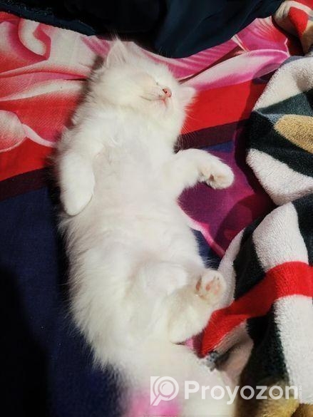 Triple Coat Female Persian