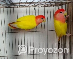 fitted-99_2025-11-04_10-34-09