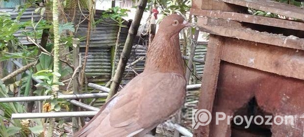 কবুতর সেল