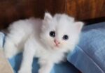Triple Coat Female Persian