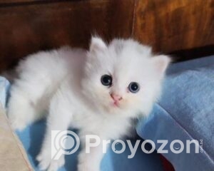 fitted-99_2025-11-23_09-39-29