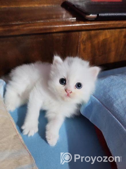Triple Coat Female Persian