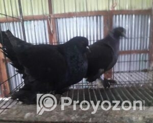 fitted-9_2025-11-02_10-22-30