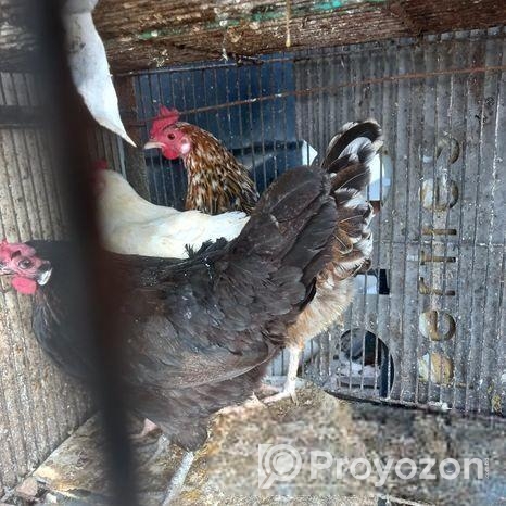 দেশি মুরগি