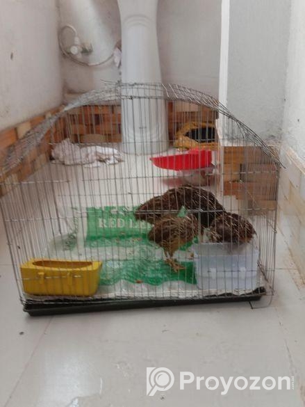 খাঁচা সহ চারটা কোয়েল পাখি বিক্রি করা হবে