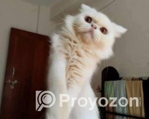 fitted-9_2025-11-10_09-26-41