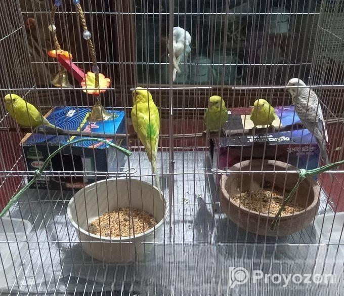 বাজিগার