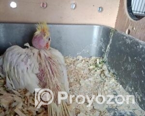 fitted-9_2025-11-13_09-15-09