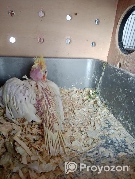 ককাটেল পাখি বাচ্চা সহ বিক্রয়।