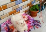 Persian kitten