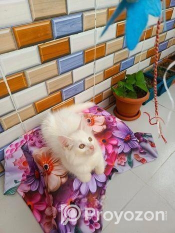 Persian kitten