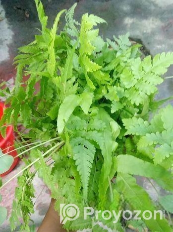 কাটিং গাছ