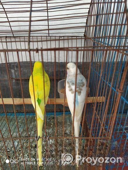 বাজিগর পাখি ১জোরা