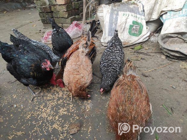 দেশী মুরগী