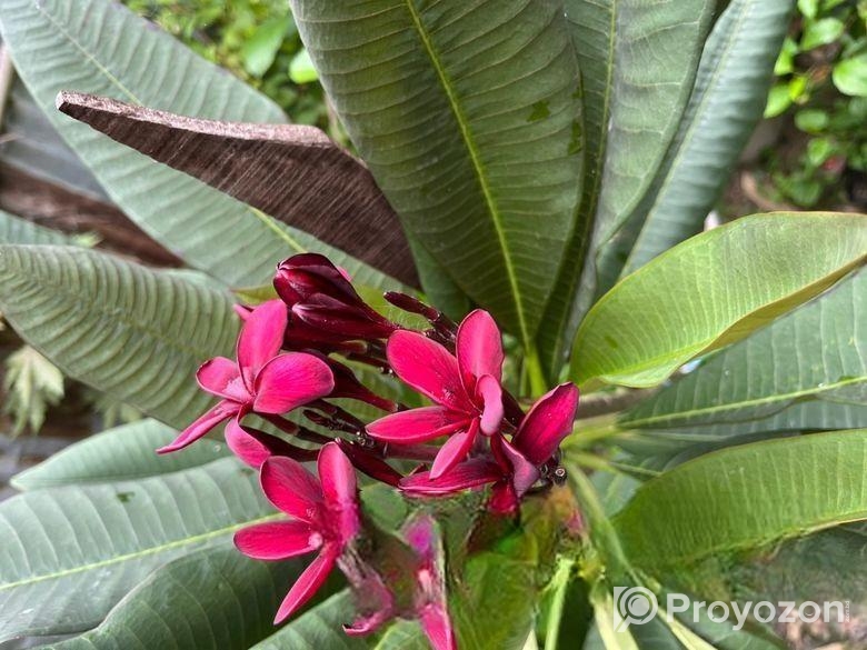 কাঠগোলাপ গাছ বিক্রি হবে