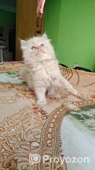 পার্সিয়ান বিড়ালের বাচ্চা