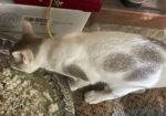 Lost Cat For Adoption
