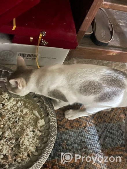 Lost Cat For Adoption