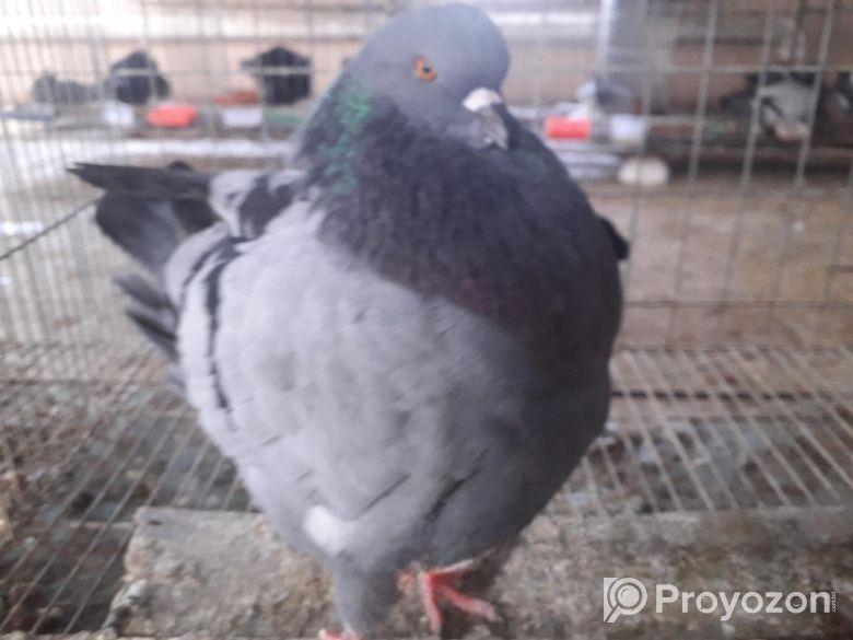 কিং রানিং পেয়ার