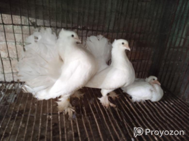 সাদা লক্ষ্যা কবুতর