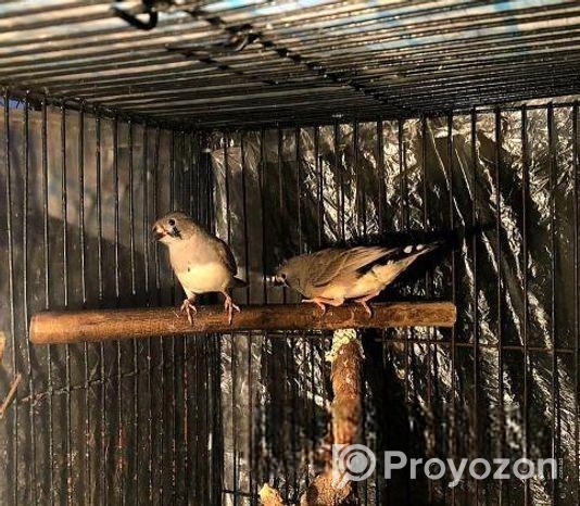 দুই পিস ফিঞ্চ পাখির বাচ্চা বিক্রি হবে ( Age 1.5 Month)