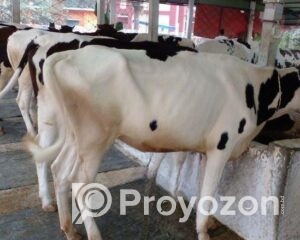 fitted_2025-11-30_10-23-34