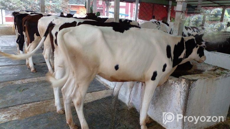 ৬৩০ নং ৬টি উন্নত জাতের বকনা বিক্রয় হবে