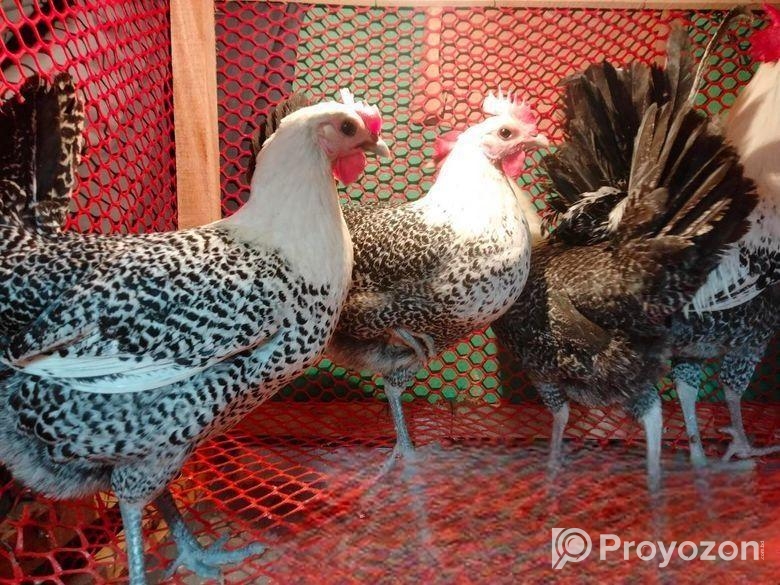 Adult ফাওমি মুরগি