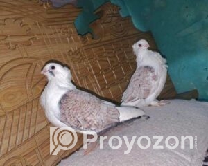 fitted-10_2025-12-06_10-04-06