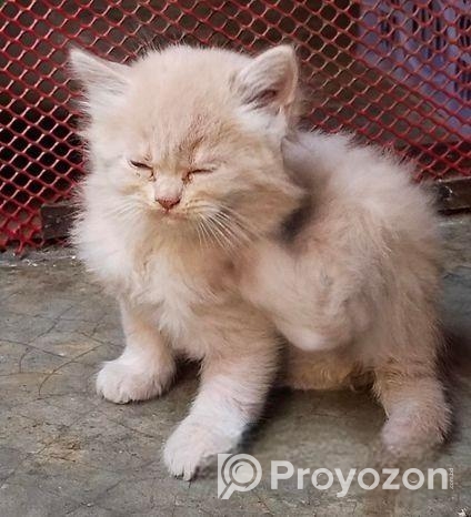 ফিমেল কিটেন (মিরপুর ১২)