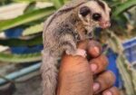 Sugar Glider