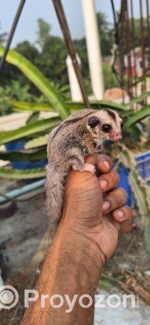 Sugar Glider