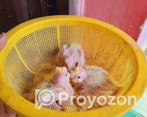 fitted-10_2025-12-21_10-28-32