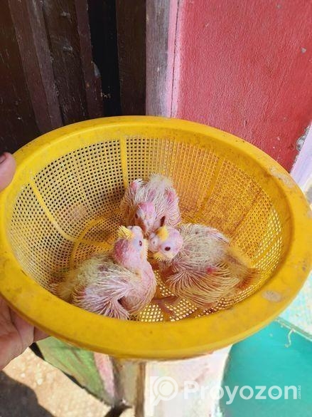 ককাটেল বেবি