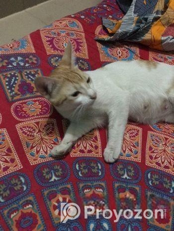 Lagle janaben free te dia dibo