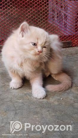 ফিমেল কিটেন (মিরপুর ১২)