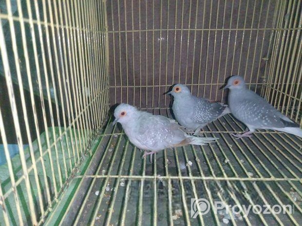 সিলভার ডায়মন্ড ডাভ ঘুঘু পাখি