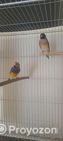 গোল্ডিয়ান ফিঞ্চ Goldian Finch পাখি, বেঙ্গলি, কাঠথ্রোট