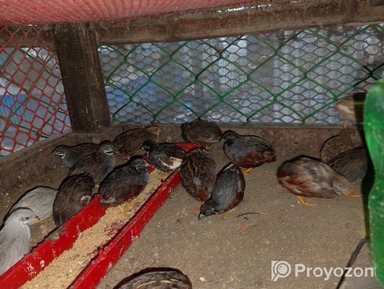 কিং কোয়েল ও জাপানি বিক্রি করা হইবে