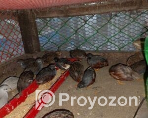 fitted-12_2025-12-09_09-29-10