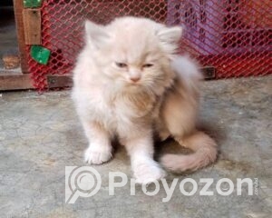 fitted-12_2025-12-17_09-41-17