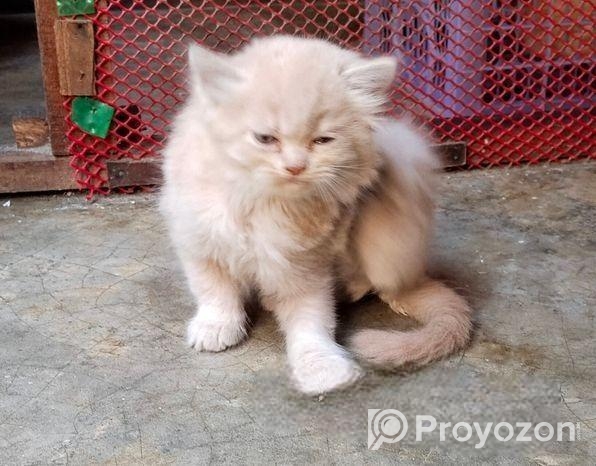 ফিমেল কিটেন (মিরপুর ১২)