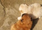 Pomeranian Puppi